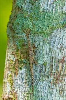 Lizard Hiding on a Rain Forest Tree near Alta Floresta, Brazil