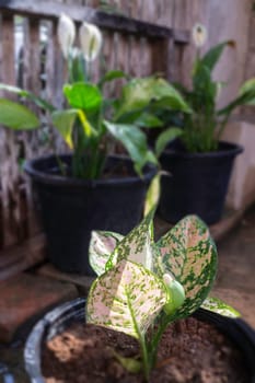 The Aglaonema modestum flower blooming, stock photo