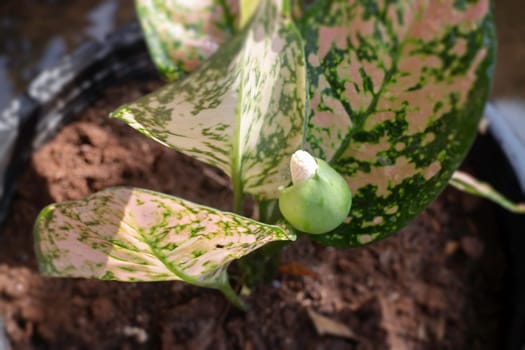 The Aglaonema modestum flower blooming, stock photo