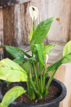 Peace Lily flower plant in outdoors garden, stock photo