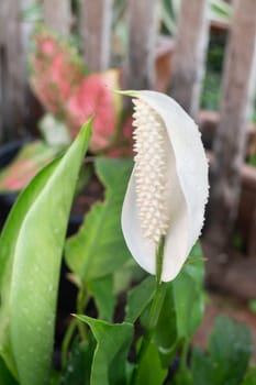 Peace Lily flower plant in outdoors garden, stock photo