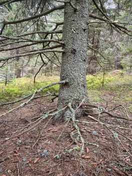 Mystic Tree, coniferous forest with spruce tree