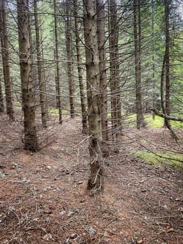 Mystic Tree, coniferous forest with spruce tree