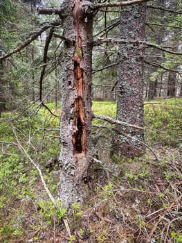 Mystic Tree, coniferous forest with spruce tree