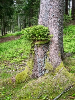 Mystic Tree, coniferous forest with spruce tree