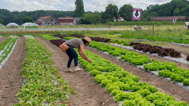 a woman picking salad in the field