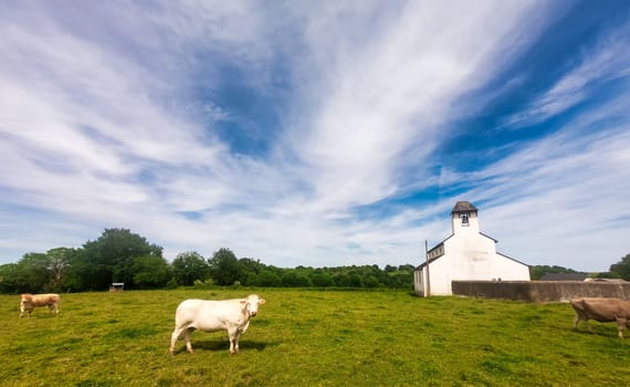 white cows on the meadow