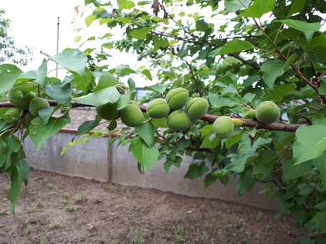 Immature apricot fruit on a branch. Apricot in the garden.
