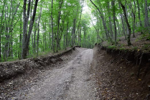 Mountain road in the forest. Shapsugsky forest.