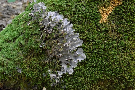Moss and lichen on the trunk of an old tree. Forest litter.