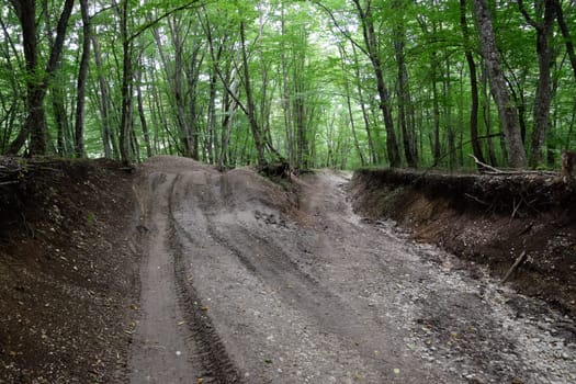 Mountain road in the forest. Shapsugsky forest.