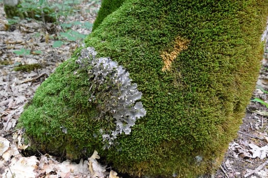 Moss and lichen on the trunk of an old tree. Forest litter.