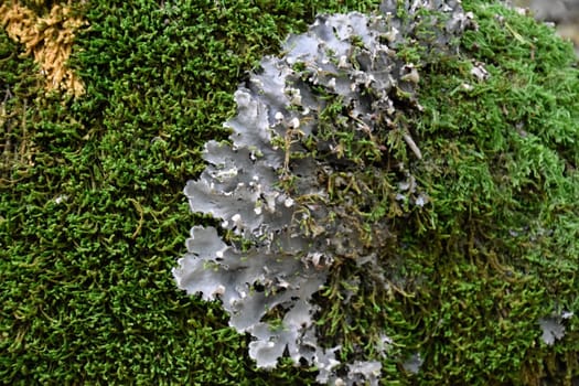 Moss and lichen on the trunk of an old tree. Forest litter.
