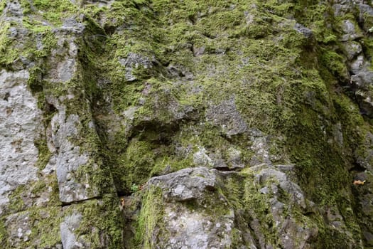 Green moss on the rock. A stone overgrown with a bhomme