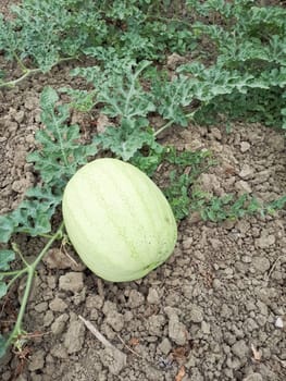 An unripe watermelon on the bed. White watermelon.