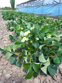 Flowering strawberry bushes in the garden. Strawberry bed.