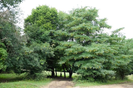 Gleditsia triacanthos. A tree in a forest in the Caucasus.