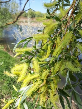 Blooming willow, spring willow twigs. The tree is blooming.