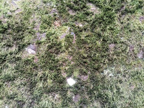 Green moss on the rock. A stone overgrown with a bhomme