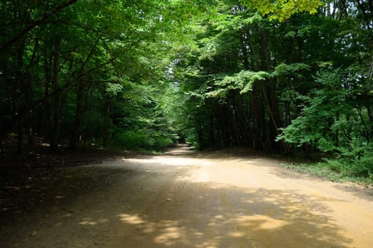 Mountain road in the forest. Shapsugsky forest.