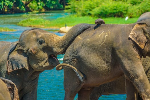 Wild elephant image (Sri Lanka Pinnawara). Shooting Location: Sri Lanka