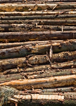 hardwoods cut down on an industrial scale during logging, Europe forest