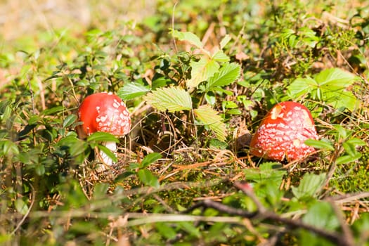 dangerous to humans wild poisonous mushrooms that grow in the forest, close-up on the wild, red fly agaric