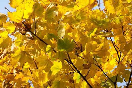 orange maple leaves in the autumn season, nature in the Park, the specifics of the autumn season