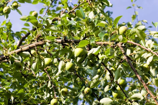 apples on the branches of the tree, the crop of apples on the branches of Apple trees in the orchard