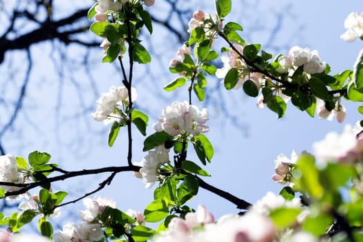 full-bloom fruit trees in the springtime in the garden, close-up and details of plants in bloom