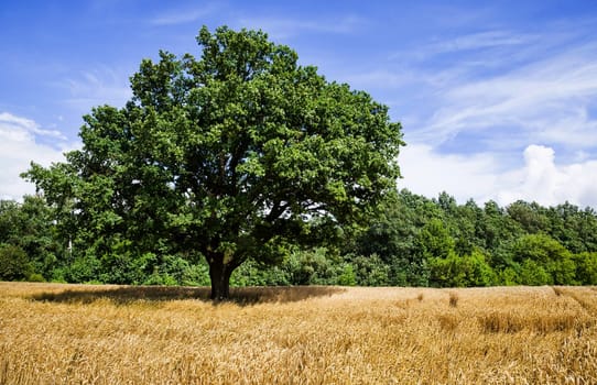 oak lonely growing in the field where cereals are grown, landscape with green foliage on the trees oak