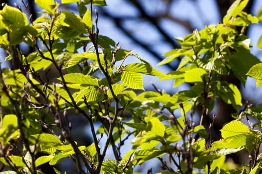 wild or urban setting with green trees, grass and other conditions for plant growth