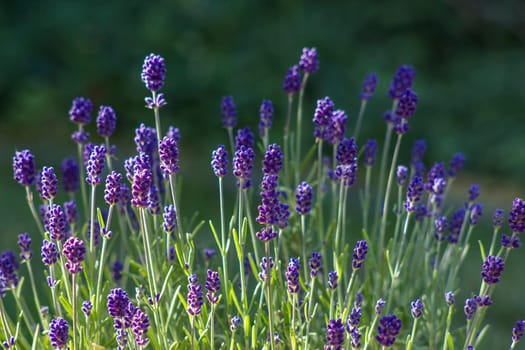 lavender flowers in the garden