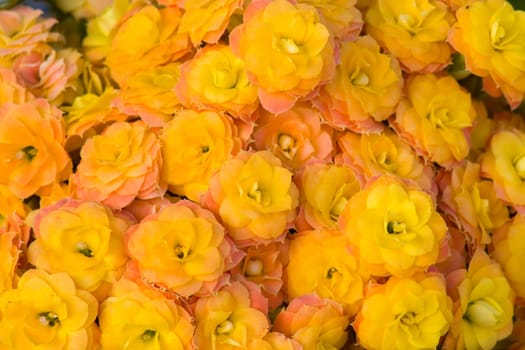 yellow kalanchoe flowers - background