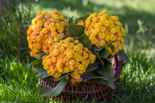 yellow kalanchoe flowers in a basket