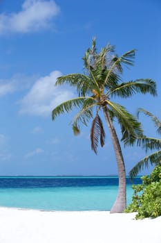 Beach with a white sand and a palm