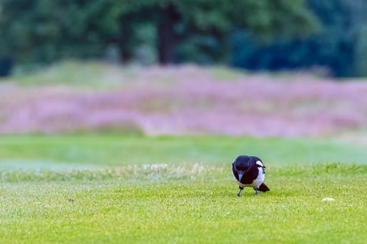 Pica pica known as Eurasian, European or common magpie in British park - London, United Kingdom
