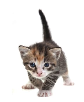 Adorable Cute Kitten on a White Background