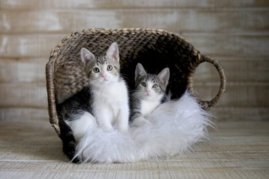 Two Cute Adoptable Kittens in a Basket