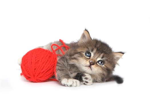 Cute Kitten With Red Ball of Yarn