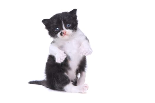 Adorable Baby Tuxedo Style Kitten On White Background