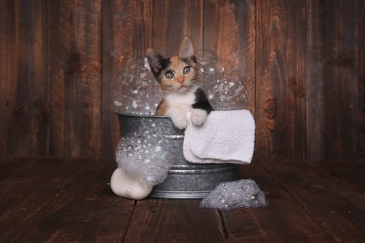 Cute Kitten in Washtub Getting Groomed By Bubble Bath