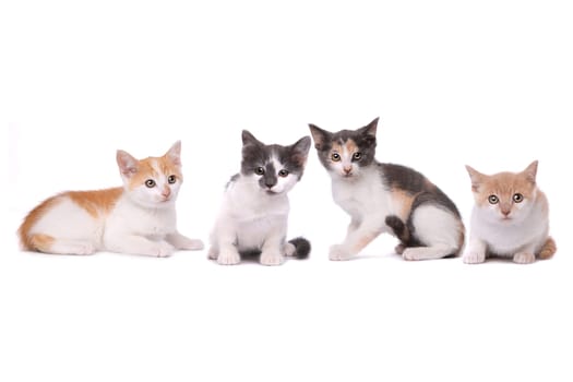Four Spotted Kittens on White Background