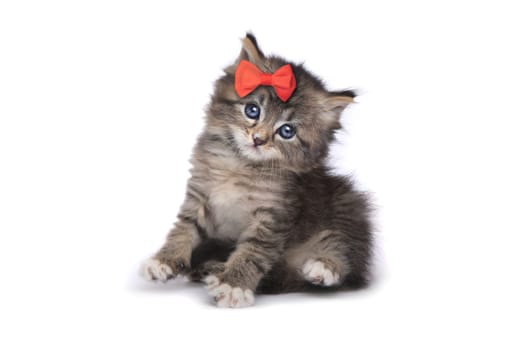 Sweet Tiny Kitten on a White Background