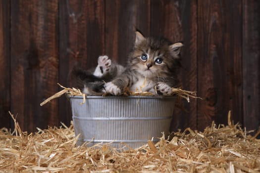 Adorable Kitten With Straw in a Barn