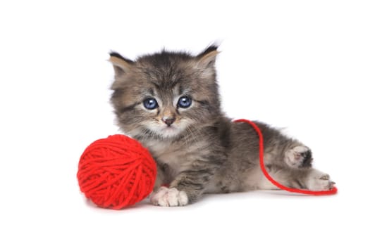 Cute Kitten With Red Ball of Yarn