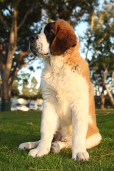 Adorable Saint Bernard Purebred Puppy