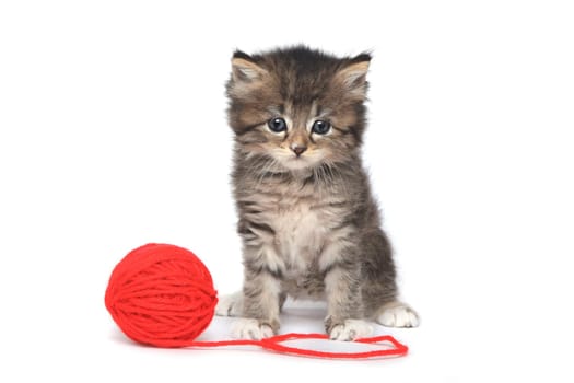 Cute Kitten With Red Ball of Yarn
