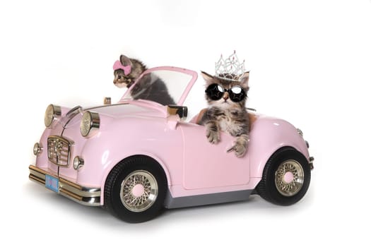 Maincoon Kittens With Driving a Convertible