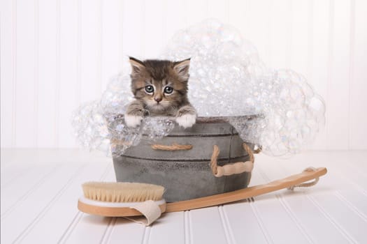 Kitten in Washtub Getting Groomed By Bubble Bath